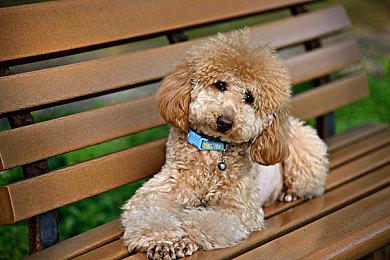 《忍者神龟：施莱德的复仇》不会有皮肤DLC 可能有新角色